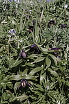 ������ ���������� (Fritillaria camschatcensis) ������ ������� �������, ������, ���
