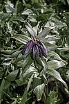 ������ ���������� (Fritillaria camschatcensis) ������ ������� �������, ������, ���