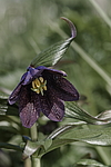 ������ ���������� (Fritillaria camschatcensis) ������ ������� �������, ������, ���