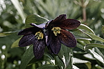������ ���������� (Fritillaria camschatcensis) ������ ������� �������, ������, ���