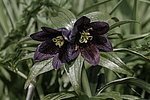 ������ ���������� (Fritillaria camschatcensis) ������ ������� �������, ������, ���