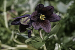 ������ ���������� (Fritillaria camschatcensis) ������ ������� �������, ������, ���