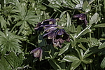 ������ ���������� (Fritillaria camschatcensis) ������ ������� �������, ������, ���