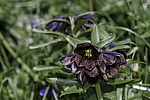 ������ ���������� (Fritillaria camschatcensis) ������ ������� �������, ������, ���