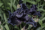 ������� ��������� (Iris hybrida) ���� Before the Storm, ����, ������