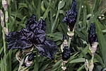 ������� ��������� (Iris hybrida) ���� Before the Storm, ����, ������