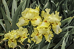 ������� ��������� (Iris hybrida) ���� Martile Rowland, ����, ������