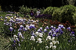 ������� ��������� (Iris hybrida) ����, ������