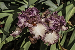 ������� ��������� (Iris hybrida) ���� Braztn Beauty, ����, ������