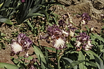 ������� ��������� (Iris hybrida) ���� Braztn Beauty, ����, ������