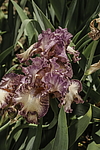 ������� ��������� (Iris hybrida) ���� Braztn Beauty, ����, ������