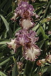 ������� ��������� (Iris hybrida) ���� Braztn Beauty, ����, ������
