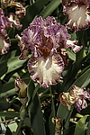 ������� ��������� (Iris hybrida) ���� Braztn Beauty, ����, ������