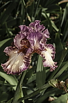 ������� ��������� (Iris hybrida) ���� Braztn Beauty, ����, ������
