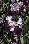 ������� ��������� (Iris hybrida) ���� Brazilian Holliday, ����, ������