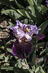 ������� ��������� (Iris hybrida) ���� Brazilian Holliday, ����, ������