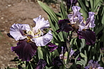 ������� ��������� (Iris hybrida) ���� Brazilian Holliday, ����, ������