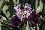 ������� ��������� (Iris hybrida) ���� Brazilian Holliday, ����, ������