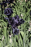 ������� ��������� (Iris hybrida) ���� Before the Storm, ����, ������