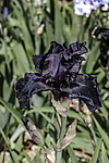 ������� ��������� (Iris hybrida) ���� Before the Storm, ����, ������