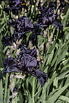 ������� ��������� (Iris hybrida) ���� Before the Storm, ����, ������