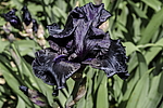 ������� ��������� (Iris hybrida) ���� Before the Storm, ����, ������