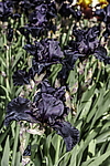 ������� ��������� (Iris hybrida) ���� Before the Storm, ����, ������