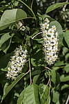 ������� ���������� (Prunus virginiana) �����������