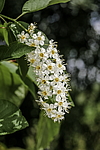������� ���������� (Prunus virginiana) �����������