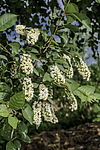 ������� ���������� (Prunus virginiana) �����������