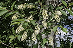 ������� ���������� (Prunus virginiana) �����������