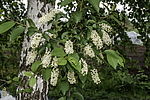 ������� ���������� (Prunus virginiana) �����������
