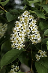 ������� ���������� (Prunus virginiana) �����������