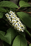 ������� ���������� (Prunus virginiana) �����������