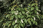 ������� ���������� (Prunus virginiana) �����������