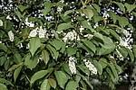 ������� ���������� (Prunus virginiana) �����������