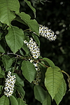 ������� ���������� (Prunus virginiana) �����������