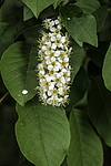 ������� ���������� (Prunus virginiana) �����������