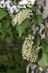������� ���������� (Prunus virginiana) �����������