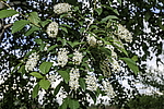 ������� ���������� (Prunus virginiana) �����������