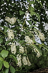 ������� ���������� (Prunus virginiana) �����������