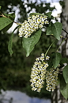 ������� ���������� (Prunus virginiana) �����������