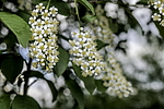 ������� ���������� (Prunus virginiana) �����������