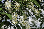 ������� ���������� (Prunus virginiana) �����������