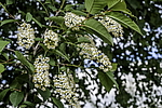 ������� ���������� (Prunus virginiana) �����������