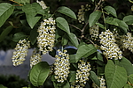 ������� ���������� (Prunus virginiana) �����������
