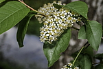 ������� ���������� (Prunus virginiana) �����������