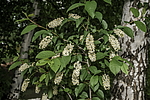 ������� ���������� (Prunus virginiana) �����������