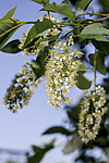 ������� ���������� (Prunus virginiana) �����������