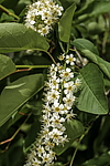 ������� ���������� (Prunus virginiana) �����������